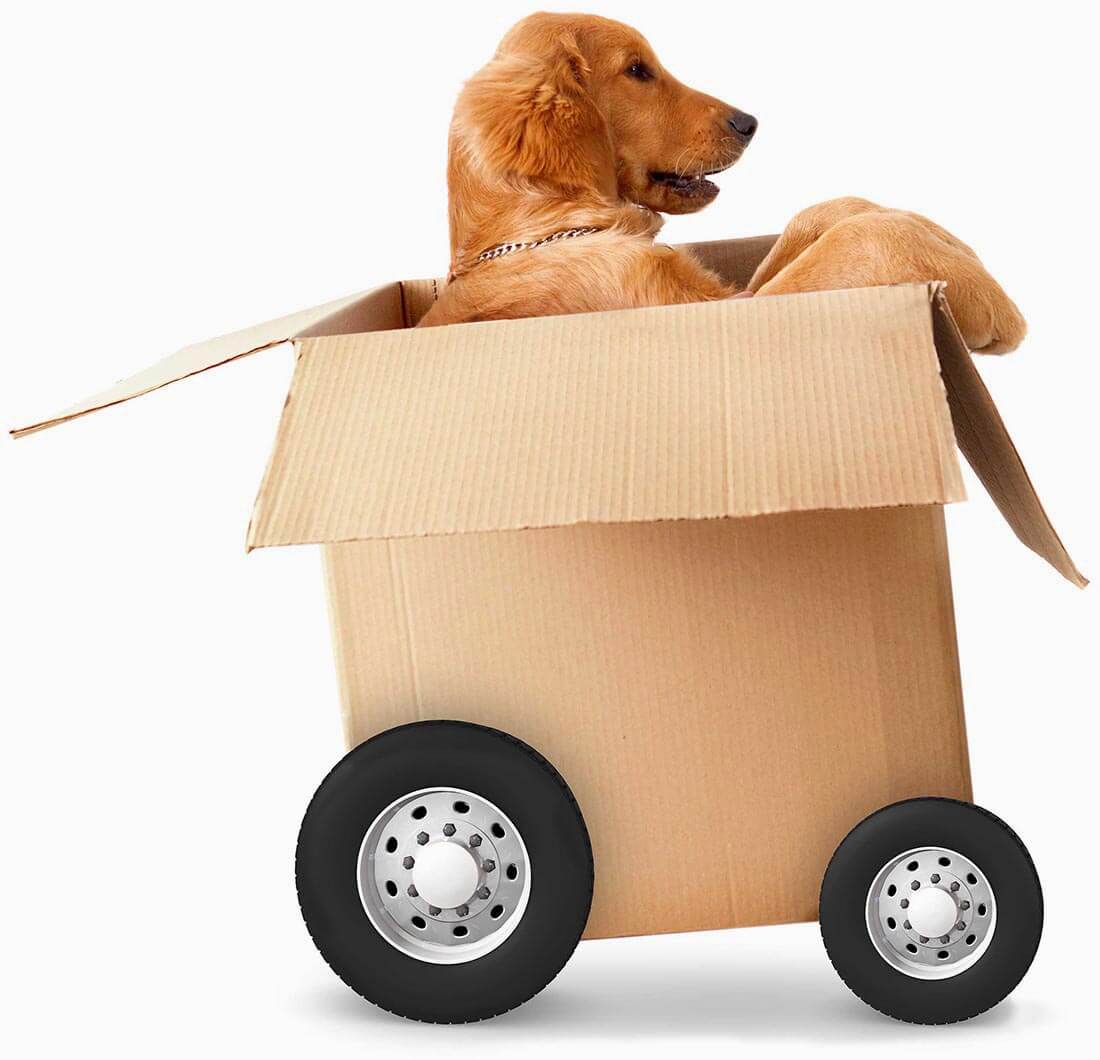 Dog in Moving Box